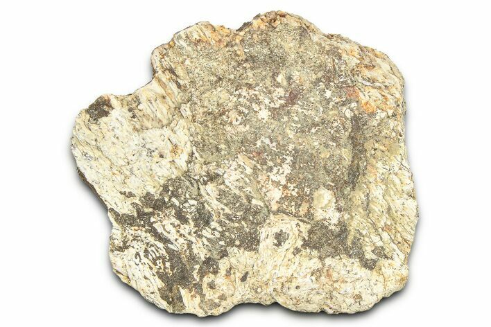Dinosaur (Triceratops) Frill Shield Section - Montana #366668